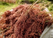 善酿者肆拾玖坊，守正创新，致敬时代